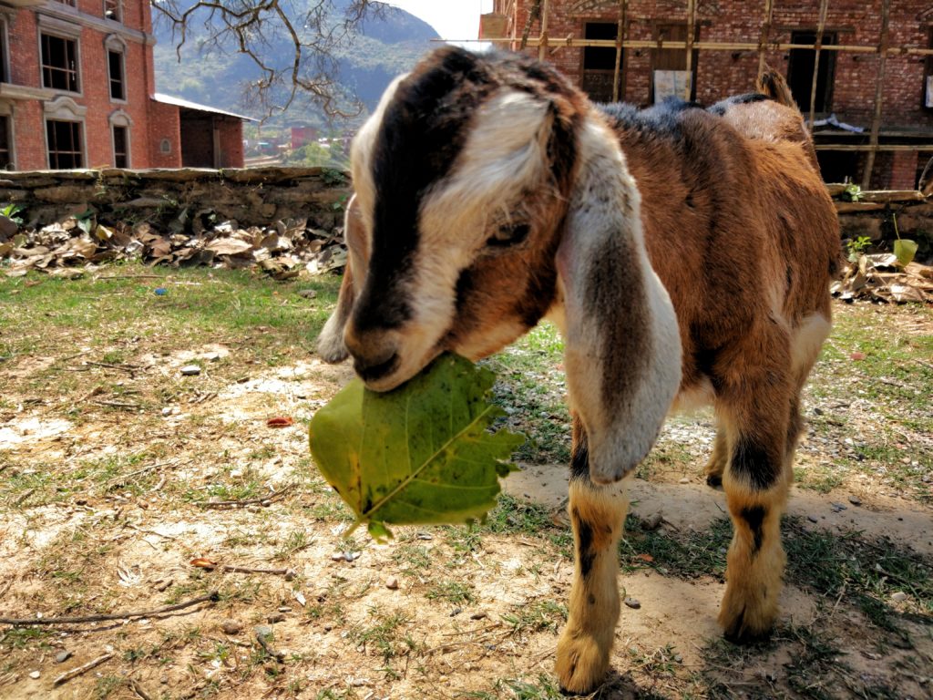 Goat at Tundikhel