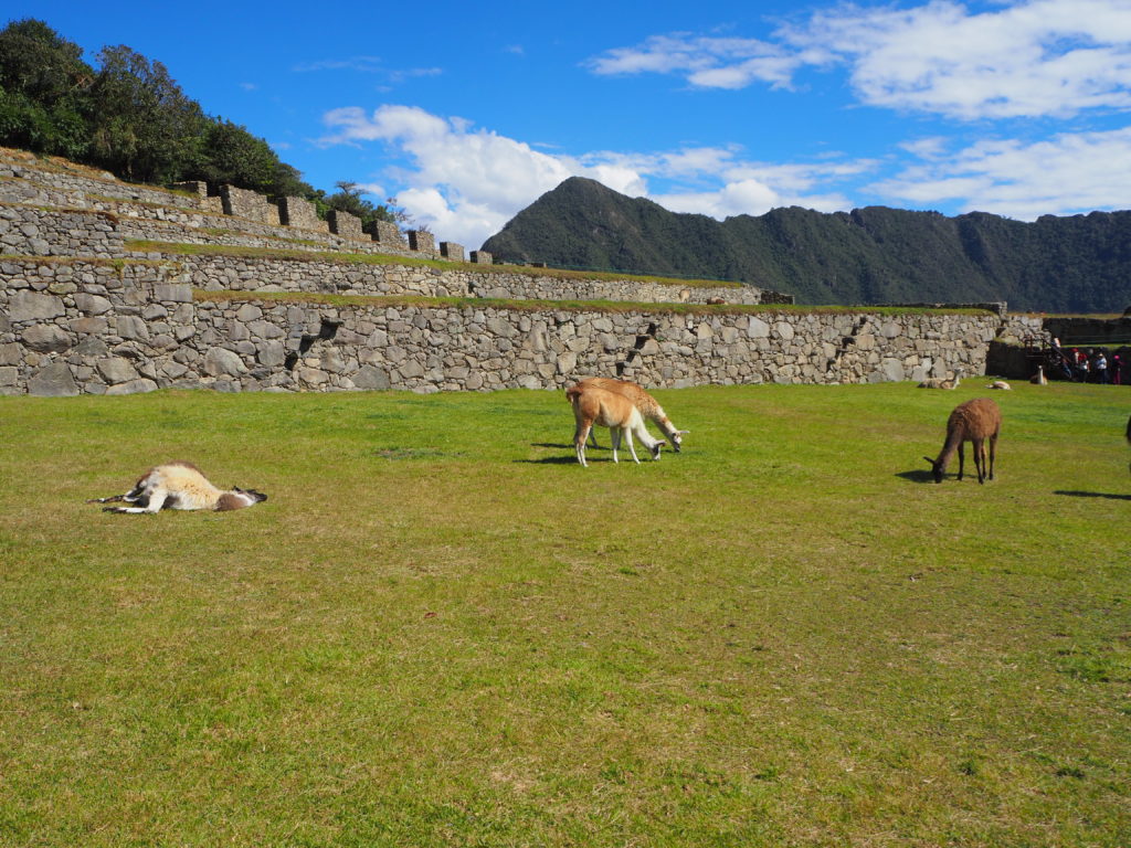 Machu Picchu's current inhabitants