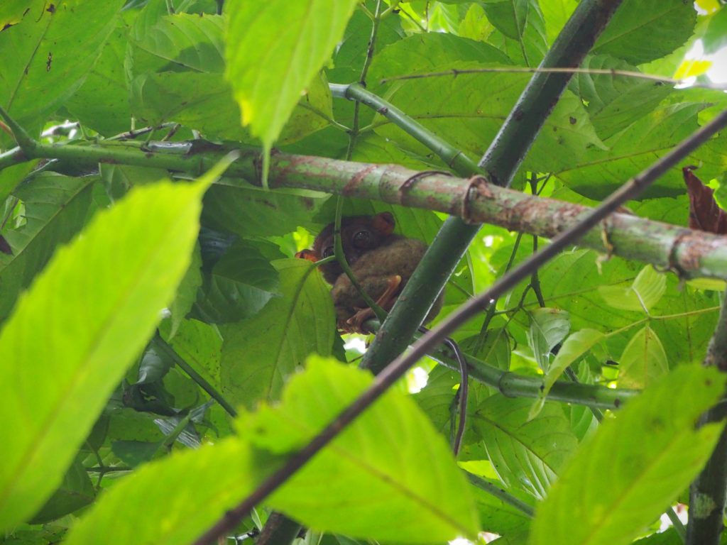 The iconic tarsier