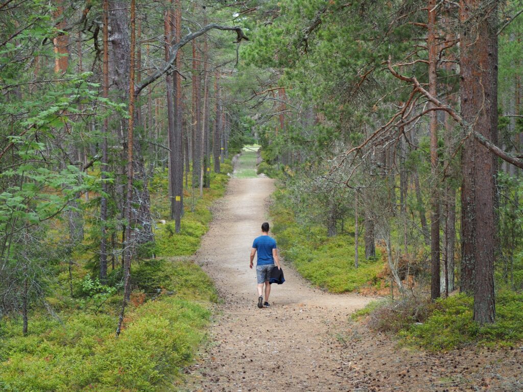 Kolka Pine Path