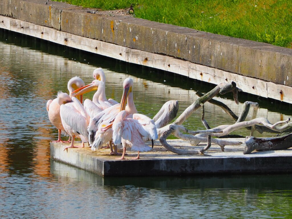 Pelicans in Curonian Spit