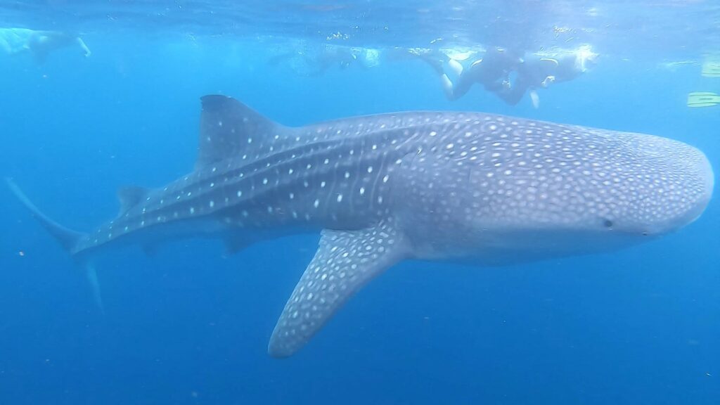Swimming with whale sharks responsibly