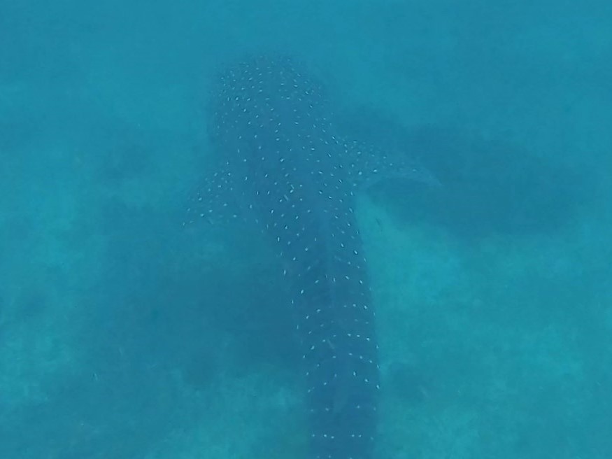 Swimming with whale sharks responsibly