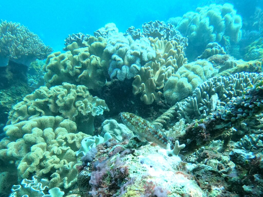 Coral reefs in Apo Island