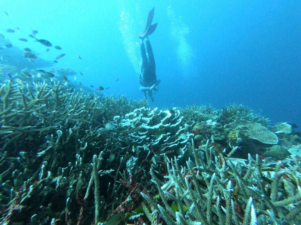 Scuba diving in Apo Island