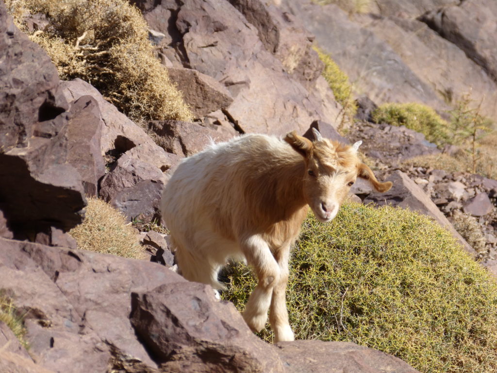 mount toubkal trek difficulty