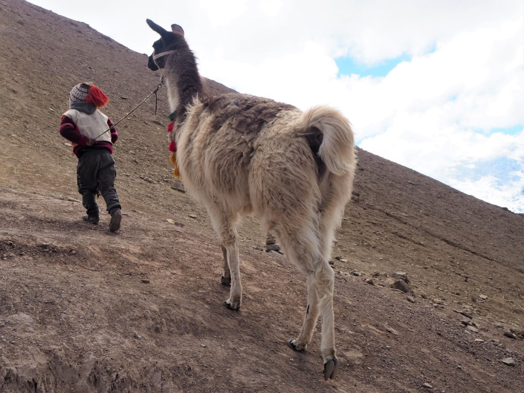 Alpacas everywhere