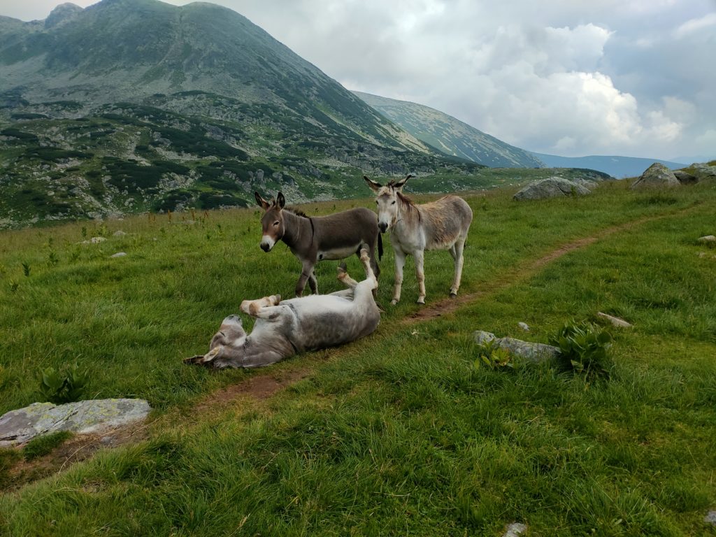 Playful donkeys