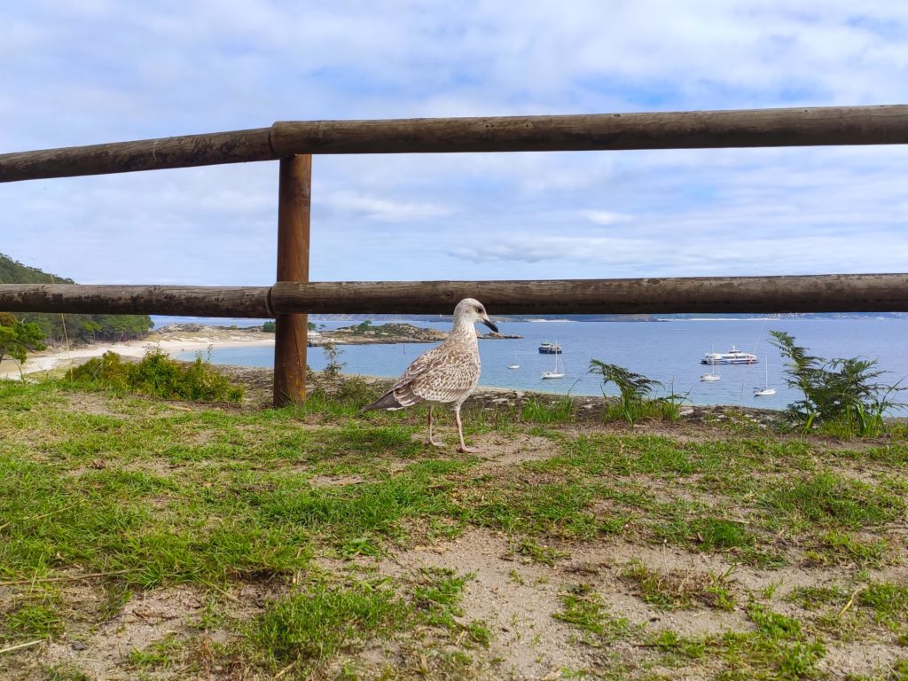 One of the many seagulls in the islands