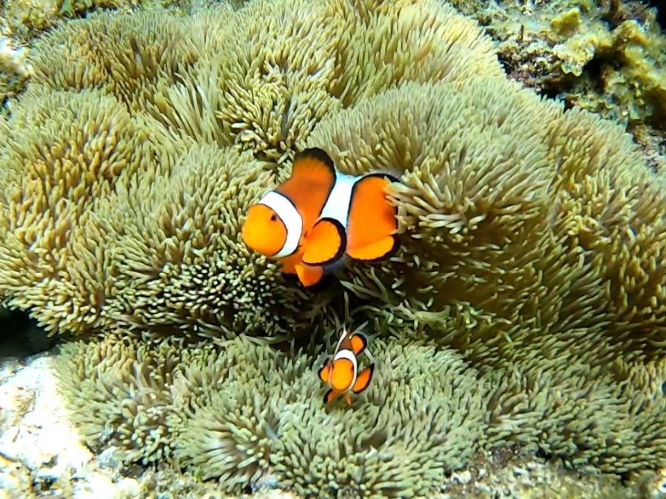 Colourful clown fish