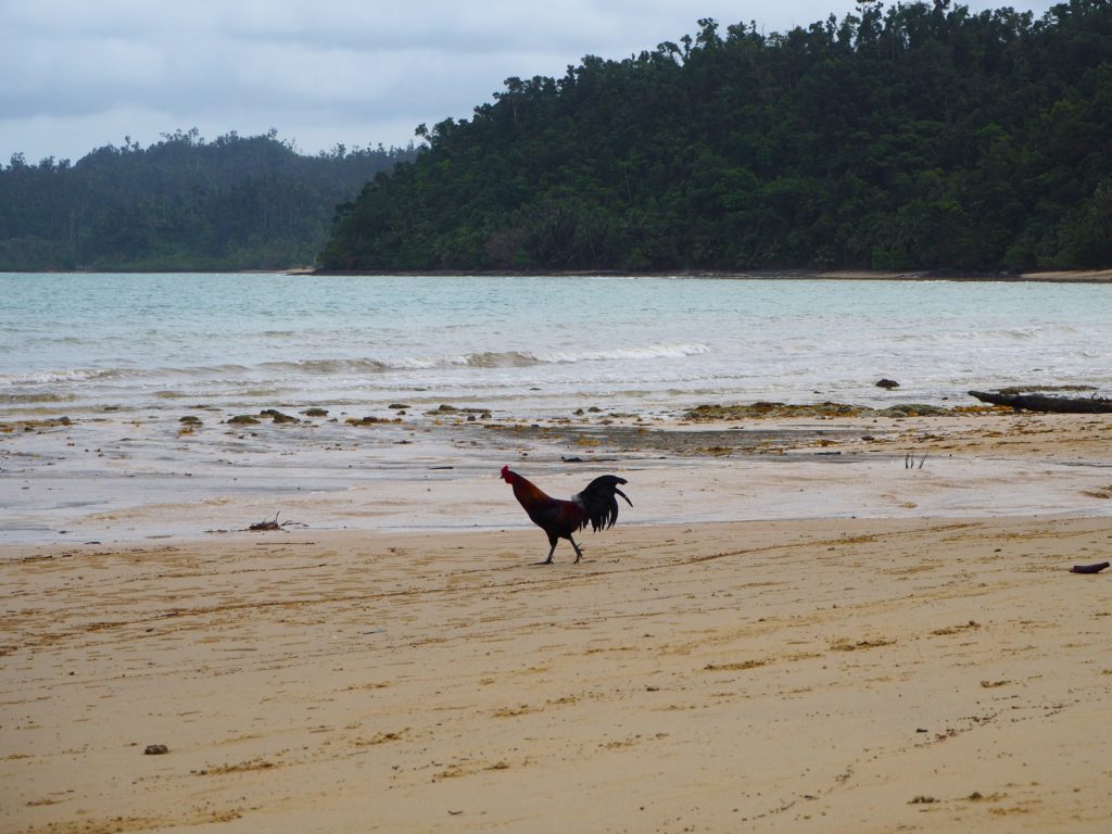 Wandering at the beach