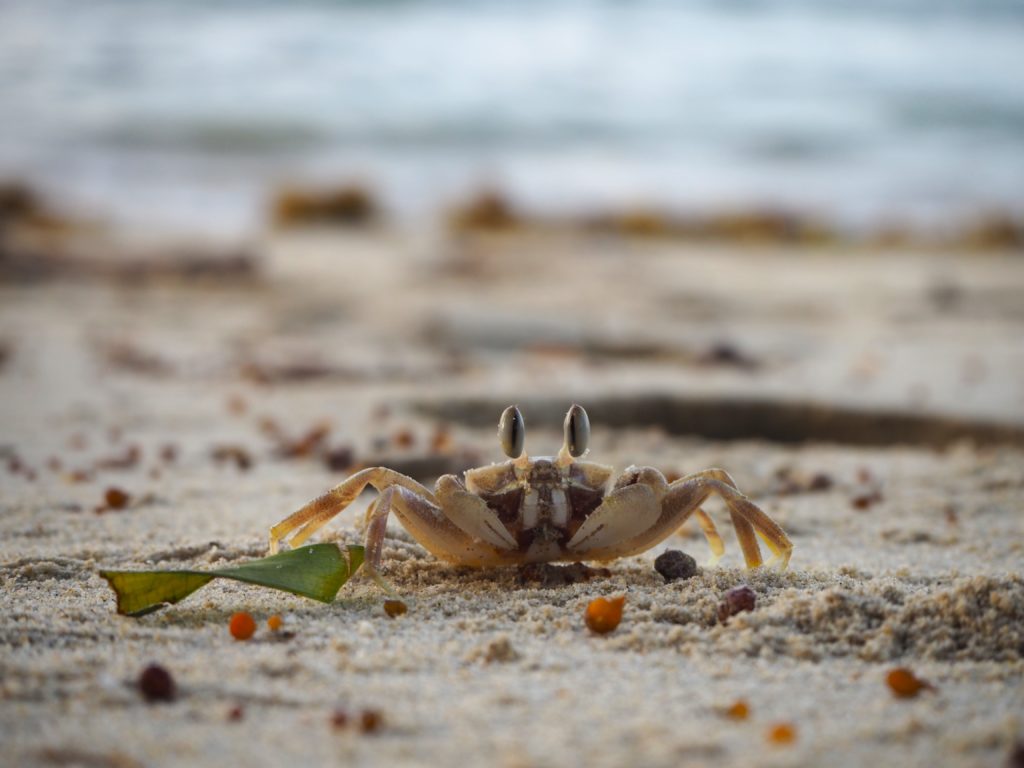 An observative crab at Port Barton