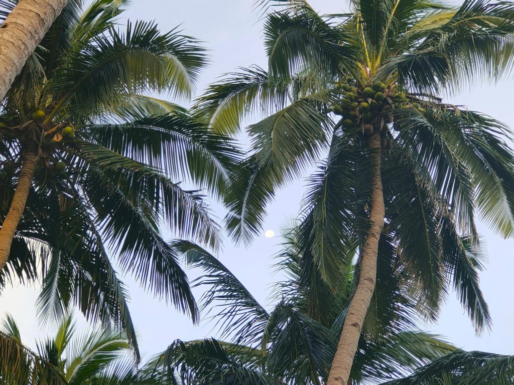 The moon behind the palm trees