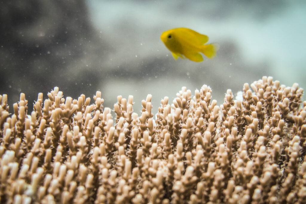 Scuba diving in Koh Tao