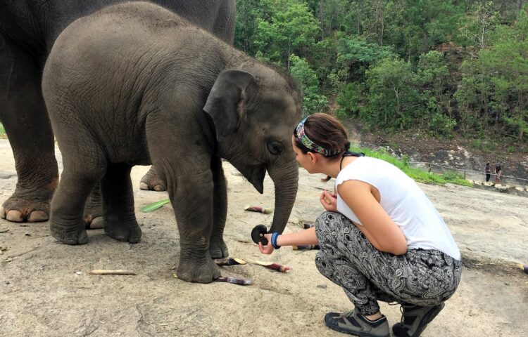 Elephant Sanctuary