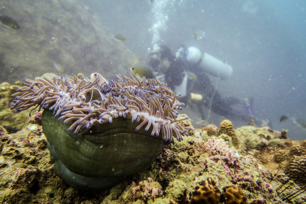 Scuba diving in Koh Tao